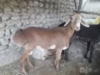 Domba jantan, Sheep — foto 5