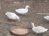 Ducks — 사진 4