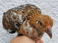 Chickens — 照片 5