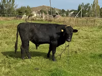 Dibi, Aberdeen-Angus — sawirka 3