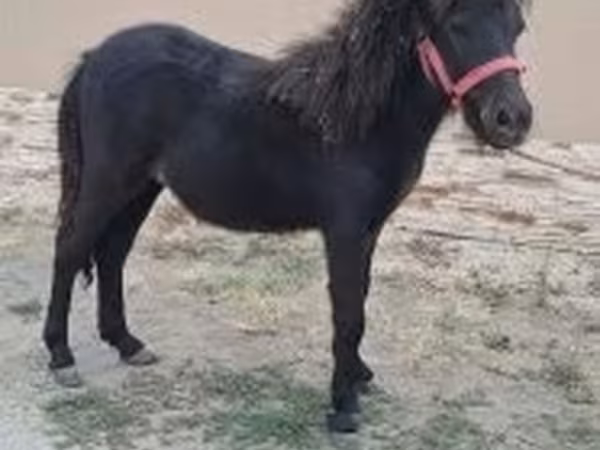 公马, Shetland Pony