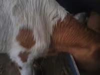 گاو نر, Simmental cattle — عکس 4