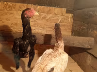 Chickens — fotografija 1