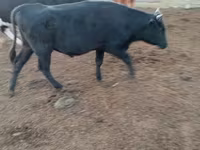 Bull, Cattle — photo 4
