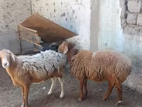 Schaap, Schapen — foto 1