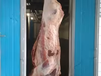 Необходим мясо оптом.говядина.баранина. — الصورة 5