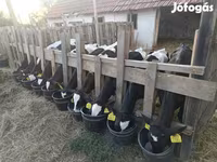 Bik, Russian Black pied cattle — fotografija 3