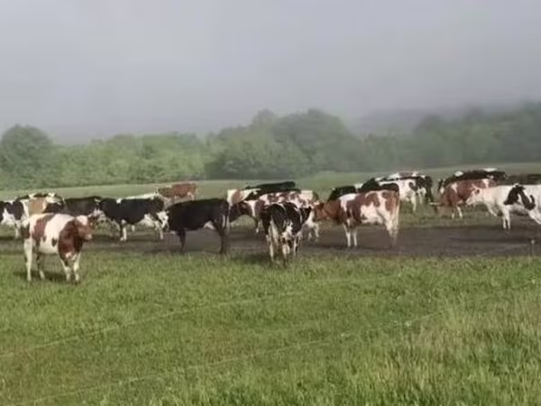 Krava, Swiss cattle