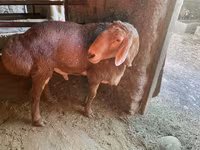 แกะตัวผู้, Arashan sheep — รูปภาพ 5