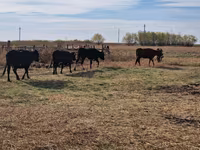 گاو ماده, Swiss cattle — عکس 3