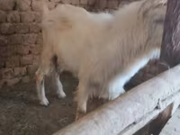 Echki, Alpine goat — 3-rasm