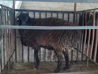 แกะตัวผู้, Hissar sheep — รูปภาพ 2