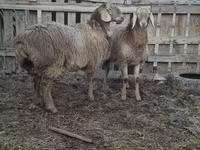 Brebis, Arashan sheep — photo 7
