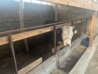Býk, Latvian Blue cattle — foto 7