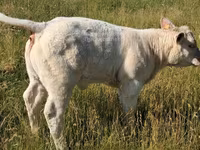 ወንድ በሬ, Charolais cattle — ፎቶ 7