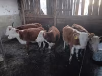 የከብት እንስሳት (ቡድን፣ ጾታ አልተጠቀሰም), Kazakh White-headed cow — ፎቶ 2