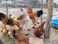 براهما — عکس 1