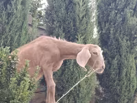 Ri’ lab, Goats — sawirka 1