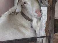 Kozioł, Nubian Goat — zdjęcie 1