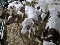 سانڈ, Simmental cattle — تصویر 2