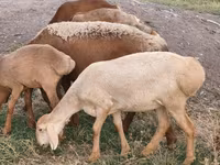 Sheep, Arashan sheep — photo 2