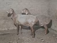 قوچ, گوسفند — عکس 1