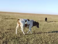 ষাঁড়, Simmental cattle — ছবি 2