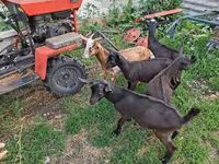 雄ヤギ, Saanen goat — 写真 5