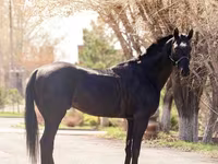 Kůň, Thoroughbred horse — foto 3