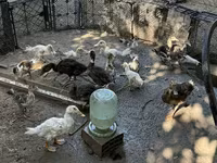 Ducks — รูปภาพ 1