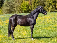 Hengst, Paarden — foto 3