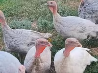 Broad Breasted White — foto 1