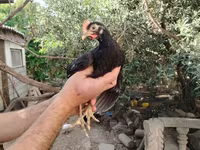 Chickens — عکس 2