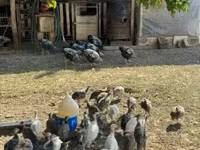 Guinea fowl — foto 2