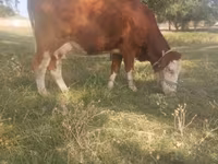 วัวตัวเมีย, Simmental cattle — รูปภาพ 1