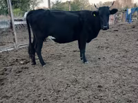 Koe, Aberdeen-Angus — foto 3