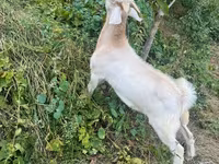 Kozel, Kozy — foto 4