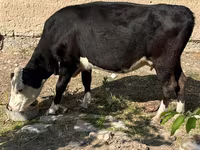 گاو ماده, Latvian Blue cattle — عکس 4