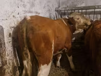 گاو نر, Simmental cattle — عکس 2