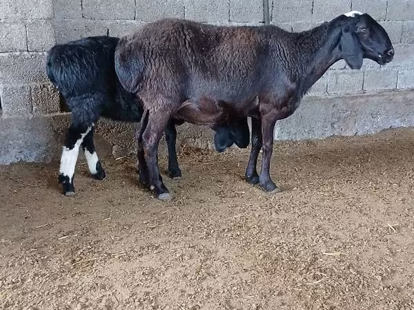 በግ, Sheep