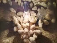 Chickens — عکس 5