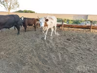 گاو ماده, Simmental cattle — عکس 3