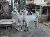 Cabro, Nubian Goat — foto 4