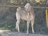عنزة, Beetal goats — الصورة 3