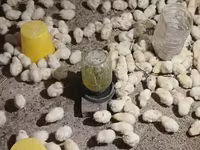 Chickens — عکس 4