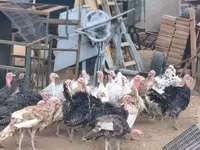 Turkeys — foto 7