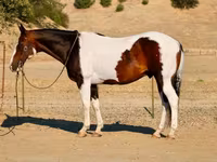 Kuda jantan, National Show Horse — foto 3