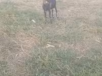Caprone, Capre — foto 4