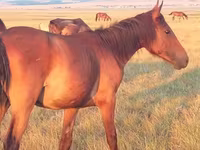 ม้าตัวเมีย, Kazakh horse — รูปภาพ 2