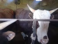 Stier, Runderen — foto 2
